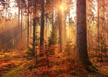 forest heat by sunbeam